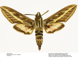 Hyles renneri_CBM-ZI